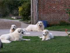 foto di Elevage familial de chiens de montagne des pyrénées