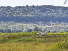 Foto Marais Vernier, observatoir de la Grand'Mare